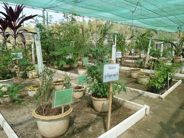 写真：薬草資源センターで標本として植えられたさまざまな薬草