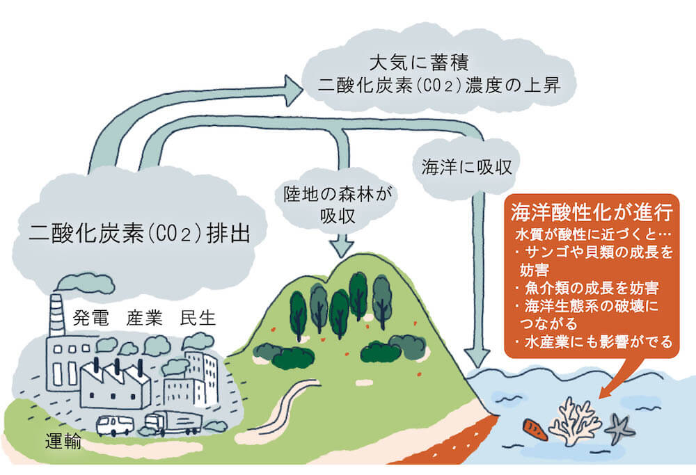 海洋酸性化が起こる仕組みを示すイラスト： 発電・産業・民生・運輸など人間の生産活動により大量の二酸化炭素（CO2）を排出 ↓ 排出された二酸化炭素は ・大気に蓄積され二酸化炭素（CO2）濃度は上昇 ・陸地の森林が吸収 ・海洋に吸収 ↓ 海洋酸性化が進行 水質が酸性に近づくと… ・サンゴや貝類の成長を妨害 ・魚介類の成長を妨害 ・海洋生態系の破壊につながる ・水産業にも影響が出る