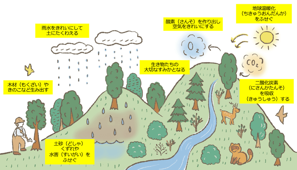 イラスト：
・二酸化炭素（にさんかたんそ）を吸収（きゅうしゅう）する
・酸素を作り出し空気をきれいにする
・地球温暖化（ちきゅうおんだんか）をふせぐ
・生き物たちの大切なすみかとなる
・雨水をきれいにして土にたくわえる
・土砂（どしゃ）くずれや水害（すいがい）ふせぐ
・木材（もくざい）やきのこなど生み出す