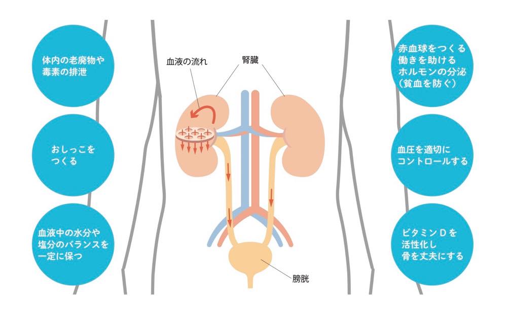腎臓は、一般によく知られている「おしっこをつくる」働きのほかにも、
「体内の老廃物や毒素の排泄」「血液中の水分や塩分のバランスを一定に保つ」「赤血球をつくる働きを助けるホルモンの分泌」「骨を丈夫に保つ」「血圧を適切にコントロールする」
「赤血球を作る働きを助け貧血を防ぐ」「ビタミンDを活性化し骨を丈夫にする」などの働きがある