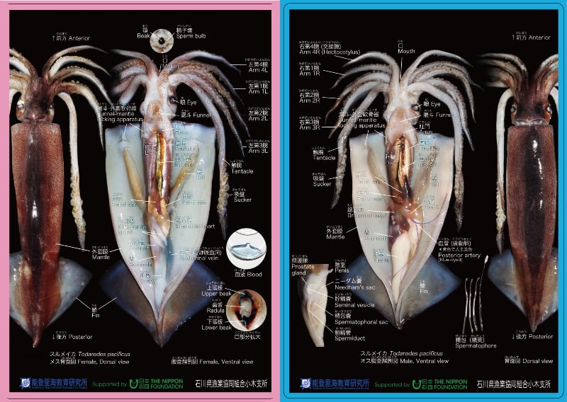 スルメイカ観察シート。長方形の画像にイカが二匹並んでいる。片方は胴体が開かれ、内臓が見える。体の部位それぞれに名称が記されている。