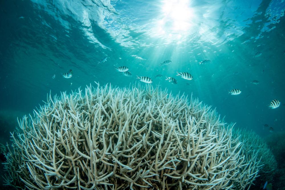 水中の白化したサンゴ