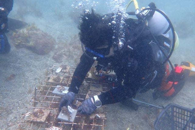 ボランティアダイバーがサンゴ再生に取り組む様子