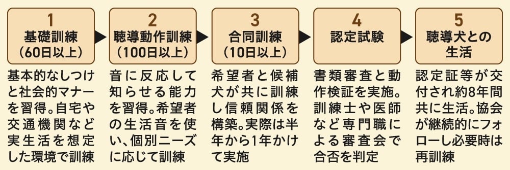 聴導犬育成のプロセスを5段階で説明するフローチャ-ト。1.基礎訓練(60日以上)、2.聴導動作訓練(100日以上)、3.合同訓練(10日間以上)、4.認定試験、5.聴導犬との生活、という流れが示されている。各工程で、しつけの習得からユーザーとの信頼関係構築、専門職による審査を経て、約8年間の共同生活に至るまでの詳細が記されている。