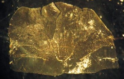 別府湾海底で約1,500年間堆積したイワシのうろこの画像。半透明で琥珀色の表面に、細い同心円状の線が多数刻まれている