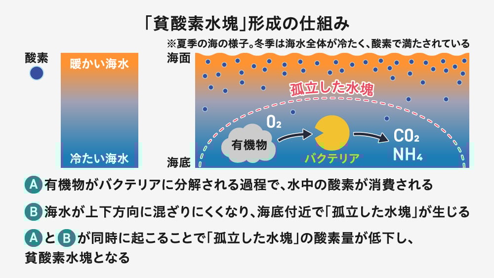 「貧酸素水塊」形成の仕組みを説明する図解。有機物の分解、海水の循環不全、酸素量の低下のプロセスを海の断面図で示している。
